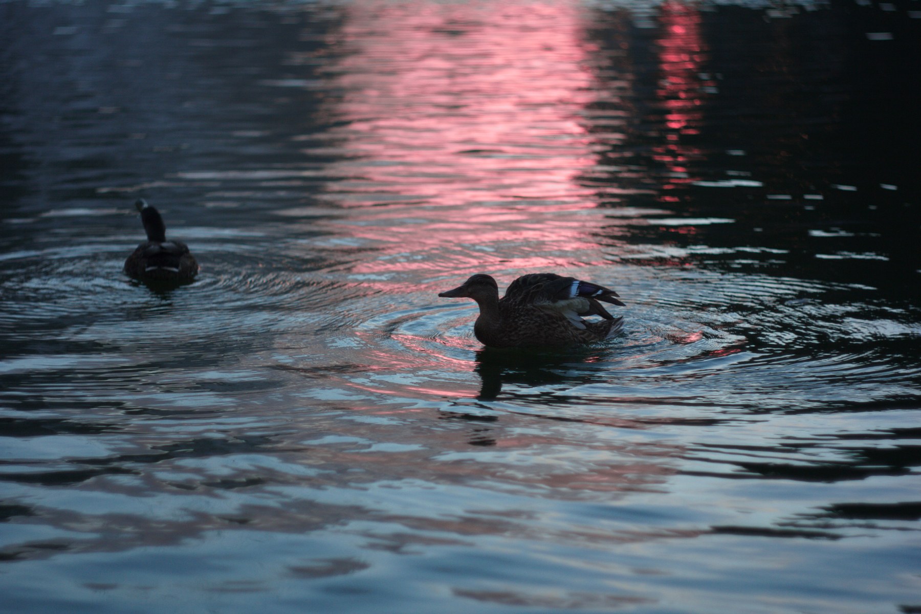 The developed RAW with readable duck detail and blue water with pink reflections