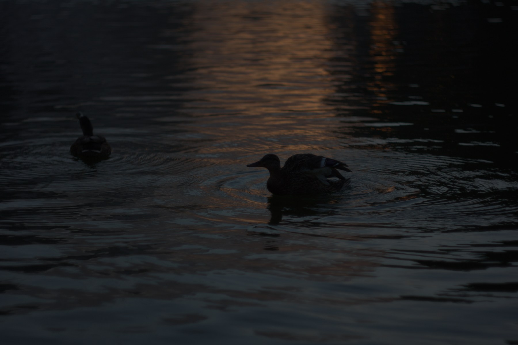 The underexposed duck photograph at default RAW development settings