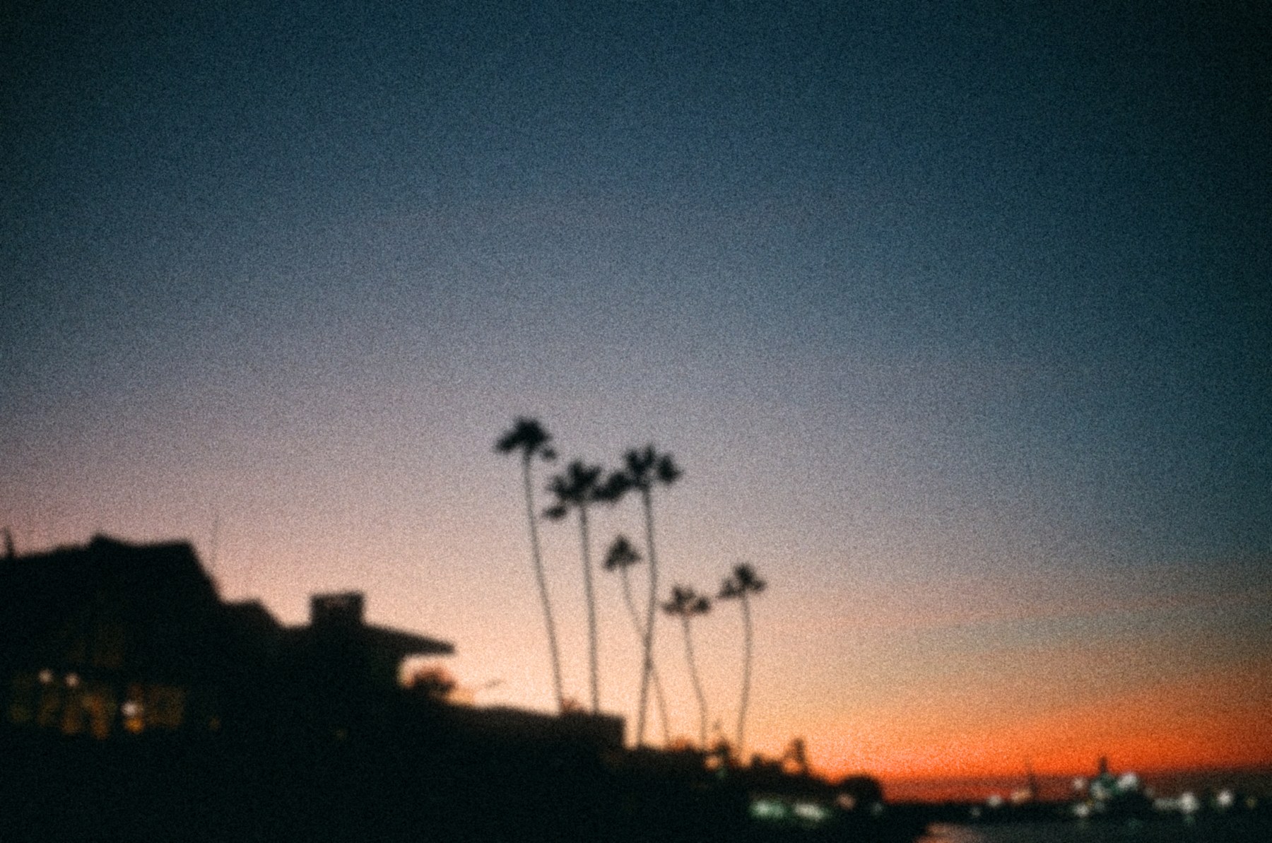 The palms photograph with deliberate softness, pronounced grain, a cool upper sky and warm sunset