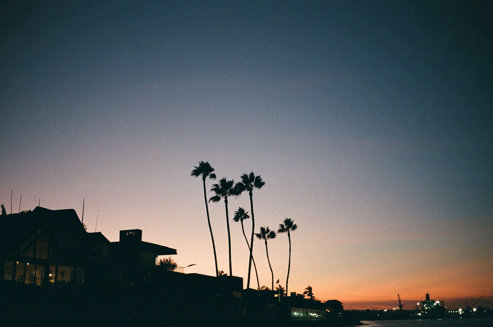 The original palms at dusk, before the deliberate softness and grain.